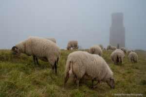 DSC_8648 schapen in mist Plompe toren